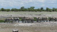 Namibia - Unterwegs im Etosha - Wasserloch Rietfontein