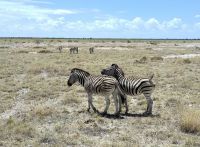 Namibia - Unterwegs im Etosha 