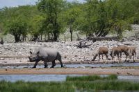 Namibia - Unterwegs im Etosha - Spitzmaulnashorn
