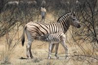 Namibia - Unterwegs im Etosha