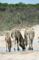 Namibia - Unterwegs im Etosha 