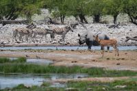 Namibia - Unterwegs im Etosha 