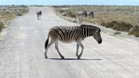 Namibia - Unterwegs im Etosha - Zebrastreifen