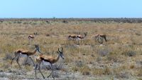 Namibia - Unterwegs im Etosha 