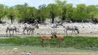Namibia - Unterwegs im Etosha