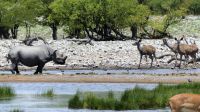 Namibia - Unterwegs im Etosha 