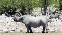 Namibia - Unterwegs im Etosha