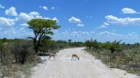 Namibia - Unterwegs im Etosha 