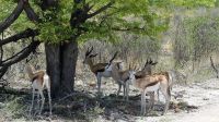 Namibia - Unterwegs im Etosha 
