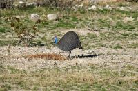 Namibia - Otjiwa Safari Lodge - Perlhuhn