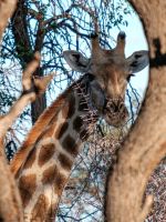 Namibia - Otjiwa Safari Lodge - Nature Drive