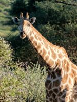 Namibia - Otjiwa Safari Lodge - Nature Drive