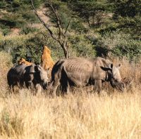 Namibia - Otjiwa Safari Lodge - Breitmaulnashorn mit Nachwuchs