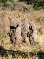 Namibia - Otjiwa Safari Lodge - Breitmaulnashorn mit Nachwuchs