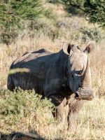 Namibia - Otjiwa Safari Lodge - Breitmaulnashorn 