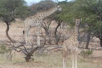Mount Etjo Lodge, Safari