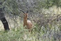 Mount Etjo Lodge, Safari, Impala