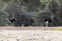 Mount Etjo Lodge, Safari
