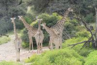 Mount Etjo Lodge, Safari