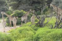 Mount Etjo Lodge, Safari
