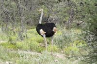Mount Etjo Lodge, Safari