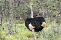 Mount Etjo Lodge, Safari