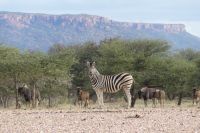 Mount Etjo Lodge, Safari