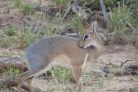 Dikdik