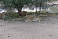Mount Etjo Lodge, Safari