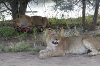 Mount Etjo Lodge, Safari