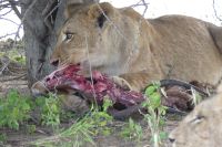 Mount Etjo Lodge, Safari