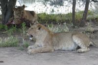 Mount Etjo Lodge, Safari