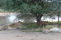Mount Etjo Lodge, Safari
