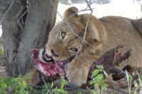 Mount Etjo Lodge, Safari