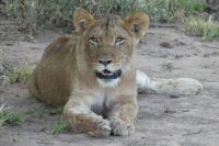 Mount Etjo Lodge, Safari