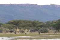 Mount Etjo Lodge, Safari