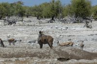 Etosha....Kudu, Impalas
