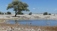 Etosha, Wasserloch am Rastlager Okaukuejo 