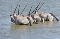Etosha, Oryx 