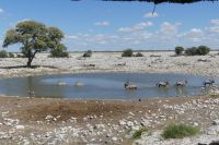Etosha, Wasserloch am Rastlager Okaukuejo