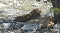 im Etosha NP