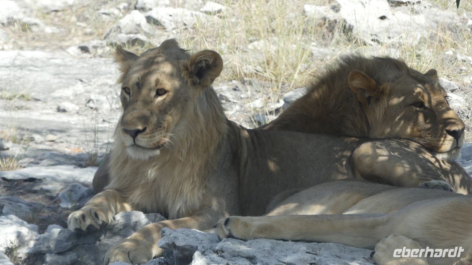 im Etosha NP