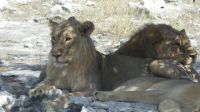 im Etosha NP