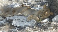 im Etosha NP