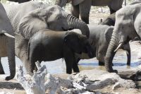 im Etosha NP