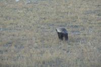 Etosha NP, Honigdachs