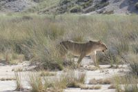 im Etosha NP