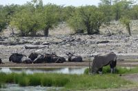 im Etosha NP