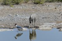 Marabu am Wasserloch des Camp Halali im Etosha NP
