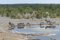 Etosha NP, Camp Halali